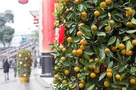 It is loved by bonsai growers for its beautiful fragrant white flowers and attractive round golden fruits that are both edible and ornamental. 121 Kumquat Bonsai Photos Free Royalty Free Stock Photos From Dreamstime