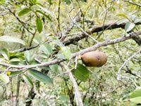 Image result for Hexalobus monopetalus