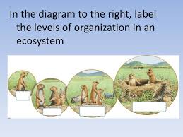 A supervised ml algorithm must be trained on a large dataset of samples labeled as either benign or malicious. Ecosystems Part Ppt Download