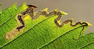 Image result for Stigmella lemniscella