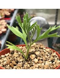 Image result for Cyphostemma montanum