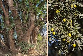 Image result for Xanthocercis zambesiaca
