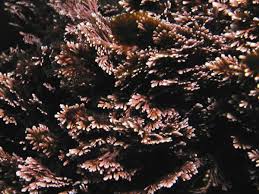 Image result for Microcoelia corallina