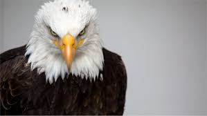 4k Black And White Eagle Wallpaper In 2020 Eagle Wallpaper Animal Wallpaper Pet Birds