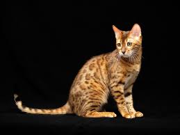 Wir wollten eigentlich nur einen wurf groß ziehen, die anhänglichkeit und der faszinierende charakter der bengalen hat uns allerdings so. Die Bengal Rassebeschreibung Der Leopardette Wissgetierig