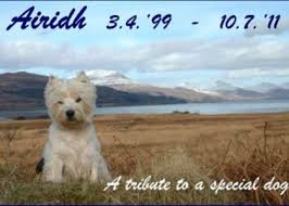 Recent dogs available for adoption. Westie Rehoming About Uk Westie Rehoming