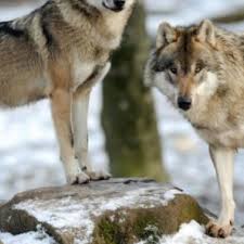 Wolves are nocturnal and will hunt for food at night and sleep during the day. France To Protect Wolves Despite Protests From Farmers
