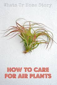 Fill a bowl or sink with tepid water. How To Care For Air Plants Whats Ur Home Story