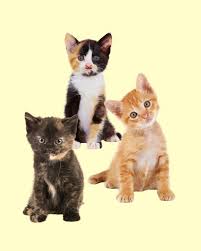 ‪Scientists track down mutation that makes orange cats orange‬‏