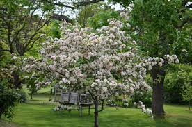 We did not find results for: Stunning Young Malus Ioensis Plena Or Bechtel S Crabapple In Our Garden Perfect Plants Crab Apple Plant Photos