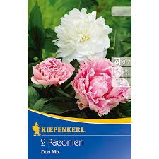 Beste webwinkel 2021 » shop! Kiepenkerl Pfingstrosen Duo Mix 2 Stuck Paeonia Kaufen Bei Obi