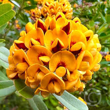 Image result for Cyathula lanceolata