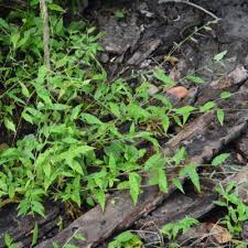 Image result for Poecilostachys oplismenoides