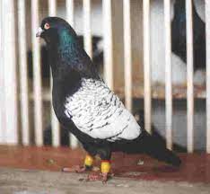 pin by jono miller on pigeons pigeon animals birds
