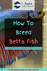 How To Breed Betta Fish 7 Step Guide Aqua Movement In 2020 Breeding Betta Fish Betta Fish Betta Fish Care