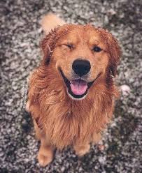 Tag A Friend Who Loves Goldens Follow Us Doggys Empire Follow Us Doggies Empire G 2020 Golden Retriever Yavru Kopek Hayvan Fotografciligi