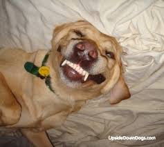 Miniature golden retriever breeders had that in mind when they created this hybrid. Funny Yellow Lab Pictures Google Search Labrador Funny Labrador Retriever Yellow Labrador Retriever