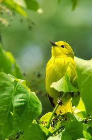 Small Yellow Bird With Red Cheeks Yellow Warbler Beautiful Birds Pet Birds Birds