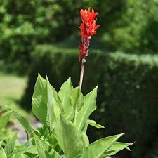Image result for Canna indica