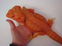 Red Bearded Dragon For Sale | Red Bearded Dragons For Sale