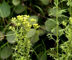 Image result for Eschenbachia stricta