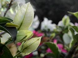 Bentuknya berupa pohon kecil yang sukar tumbuh tegak. Bunga Kertas Wikipedia Bahasa Indonesia Ensiklopedia Bebas