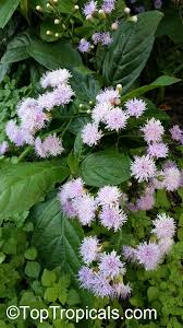 Image result for Vernonia sutherlandii