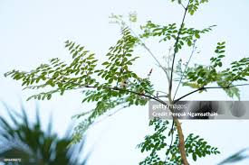 Image result for Moringaceae