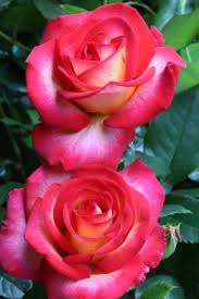 Only the best hits released: Premium Quality Roses From Bcm Bcm Baumschule Christoph Marken