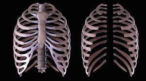 The rib cage surrounds the lungs and the heart, serving as an important means of bony protection for these vital organs. What Is The Function Of The Rib Cage