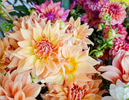 Dahlia Tubers Sale Info and FAQs - The Flowering Farmhouse