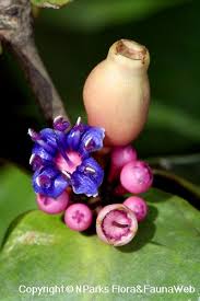 Image result for Memecylon