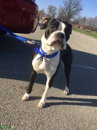Black and white boxer dog. Stud Dog Female Black And White Boxer Breed Your Dog