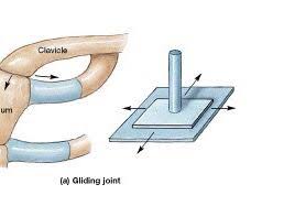 Plane Joint Gliding Joint One Type Of Synovial Joint Uniaxial Permit Gliding Movement The Bone Surface Ar Synovial Joint Acromioclavicular Joint Joint