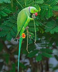 Green Bird With Red Ring Around Neck Green Ringneck Parrot Found In Pakistan Styles Time Periquitos Passaros Coloridos Especies De Passaros