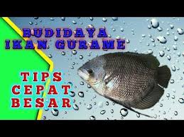Gurame Trik Supaya Ikan Cepat Besar Youtube Di 2020 Ikan Ikan Air Tawar