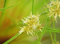 Image result for Cyperus pseudoleptocladus
