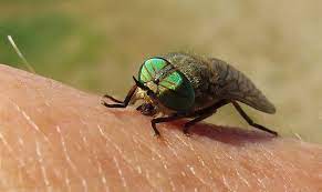 Horse Flies And Deer Flies After Bite Insectlopedia