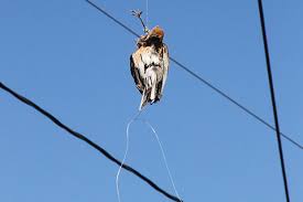 It is the only way to avoid a backlash or bird's nest on the fishing reel. Discarded Fishing Line Still A Problem In Pennsylvania Outdoornews