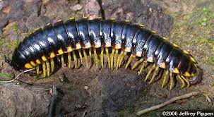 Black And Yellow Millipede North Carolina Millipedes Diplopoda