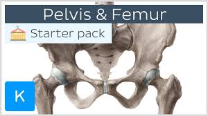 (note, the radius and ulna bones also have this membrane.) this membrane keeps the tibia and fibula together and provides strength and stability for them. Pelvis Hip Bone And Femur Human Anatomy Kenhub Youtube