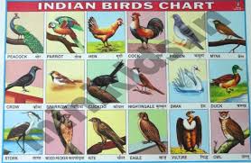 Indian Birds Chart Number 11 Minikids In