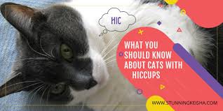 Cats get hiccups too, though they may not sound like people hiccups do. What You Should Know When Your Cat Gets Hiccups Stunning Keisha