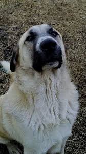 Anatolian Shepherd With Images Anatolian Shepherd Dog