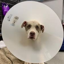 Bernardo Heights Veterinary Hospital