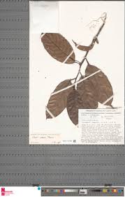 Image result for Coula edulis