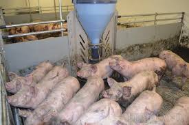 Maybe you would like to learn more about one of these? Mega Porcaria La Doi Pasi De Crescatoria De Porci Din Iosia Care