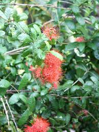 Image result for Combretum constrictum