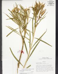 Image result for Kanahia laniflora