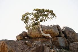 Image result for Ochna cinnabarina